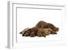 Irish Setter Mother and Puppies-null-Framed Photographic Print