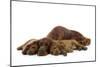 Irish Setter Mother and Puppies-null-Mounted Photographic Print