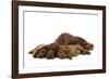 Irish Setter Mother and Puppies-null-Framed Photographic Print