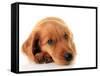 Irish Setter Puppy Isolated on White.-Hannamariah-Framed Stretched Canvas