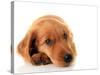 Irish Setter Puppy Isolated on White.-Hannamariah-Stretched Canvas