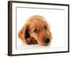 Irish Setter Puppy Isolated on White.-Hannamariah-Framed Photographic Print