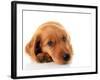 Irish Setter Puppy Isolated on White.-Hannamariah-Framed Photographic Print