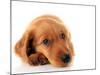 Irish Setter Puppy Isolated on White.-Hannamariah-Mounted Photographic Print