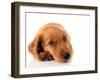 Irish Setter Puppy Isolated on White.-Hannamariah-Framed Photographic Print