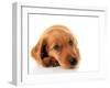 Irish Setter Puppy Isolated on White.-Hannamariah-Framed Photographic Print