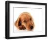 Irish Setter Puppy Isolated on White.-Hannamariah-Framed Photographic Print