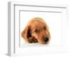 Irish Setter Puppy Isolated on White.-Hannamariah-Framed Photographic Print