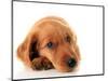 Irish Setter Puppy Isolated on White.-Hannamariah-Mounted Photographic Print