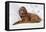 Irish Setter Puppy Lying Down on Pillow-null-Framed Stretched Canvas