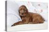 Irish Setter Puppy Lying Down on Pillow-null-Stretched Canvas