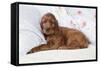 Irish Setter Puppy Lying Down on Pillow-null-Framed Stretched Canvas