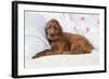 Irish Setter Puppy Lying Down on Pillow-null-Framed Photographic Print