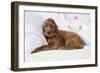 Irish Setter Puppy Lying Down on Pillow-null-Framed Photographic Print
