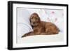 Irish Setter Puppy Lying Down on Pillow-null-Framed Photographic Print