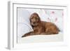 Irish Setter Puppy Lying Down on Pillow-null-Framed Photographic Print