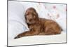 Irish Setter Puppy Lying Down on Pillow-null-Mounted Photographic Print
