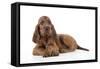 Irish Setter Puppy Lying Down-null-Framed Stretched Canvas