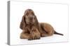 Irish Setter Puppy Lying Down-null-Stretched Canvas