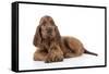 Irish Setter Puppy Lying Down-null-Framed Stretched Canvas