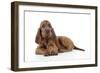 Irish Setter Puppy Lying Down-null-Framed Photographic Print