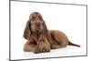 Irish Setter Puppy Lying Down-null-Mounted Photographic Print