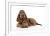 Irish Setter Puppy Lying Down-null-Framed Photographic Print