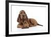 Irish Setter Puppy Lying Down-null-Framed Photographic Print