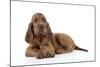 Irish Setter Puppy Lying Down-null-Mounted Photographic Print