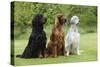 Irish Setter Sitting Between Gordon Setter-null-Stretched Canvas