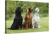 Irish Setter Sitting Between Gordon Setter-null-Stretched Canvas