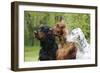 Irish Setter Sitting Between Gordon Setter-null-Framed Photographic Print