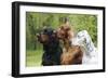 Irish Setter Sitting Between Gordon Setter-null-Framed Photographic Print