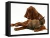 Irish Setter with Dwarf Rex Rabbit-Jane Burton-Framed Stretched Canvas