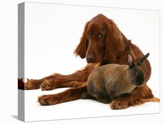 Irish Setter with Dwarf Rex Rabbit-Jane Burton-Stretched Canvas