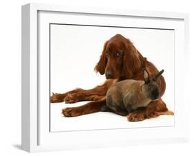 Irish Setter with Dwarf Rex Rabbit-Jane Burton-Framed Photographic Print