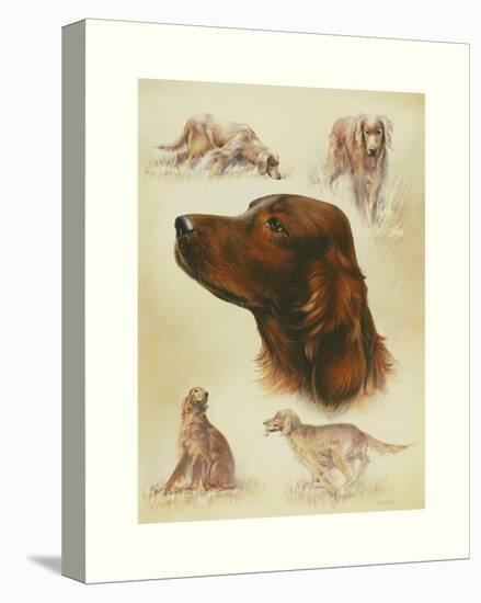 Irish Setter-Libero Patrignani-Stretched Canvas