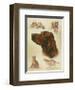 Irish Setter-Libero Patrignani-Framed Art Print