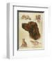 Irish Setter-Libero Patrignani-Framed Art Print