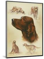 Irish Setter-Libero Patrignani-Mounted Art Print