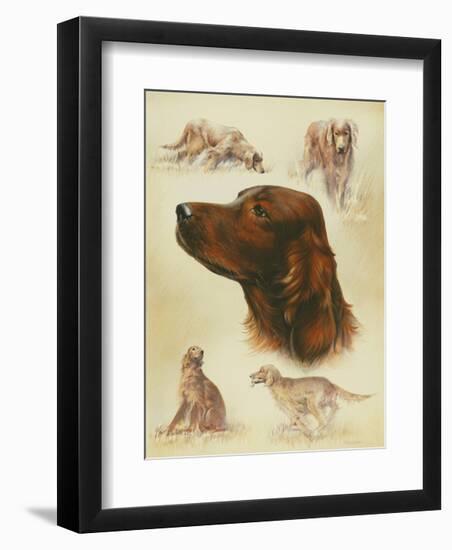 Irish Setter-Libero Patrignani-Framed Art Print