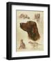 Irish Setter-Libero Patrignani-Framed Art Print