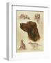 Irish Setter-Libero Patrignani-Framed Art Print