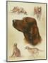 Irish Setter-Libero Patrignani-Mounted Art Print