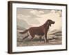 Irish Setter-Reuben Ward Binks-Framed Premium Giclee Print