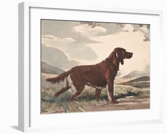 Irish Setter-Reuben Ward Binks-Framed Premium Giclee Print