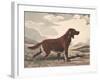 Irish Setter-Reuben Ward Binks-Framed Premium Giclee Print