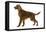 Irish Setter-null-Framed Stretched Canvas