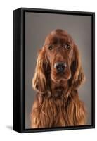 IRISH SETTER-Charlie Edwards-Framed Stretched Canvas