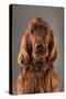 IRISH SETTER-Charlie Edwards-Stretched Canvas